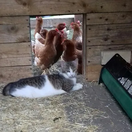 Haus Gell Gasthof Mauterndorf (Salzburg)