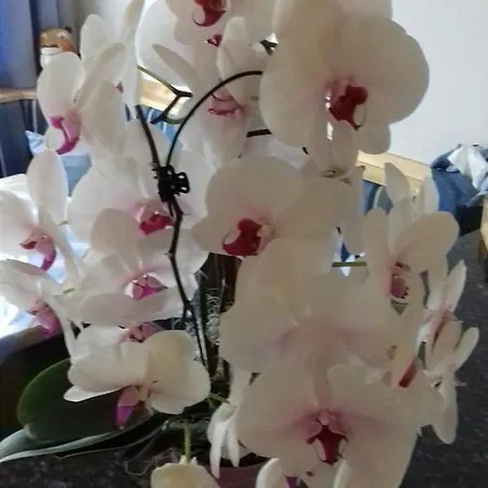 Haus Gell Mauterndorf (Salzburg)